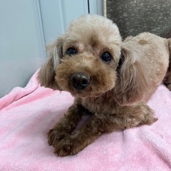 ブリード卒業わんちゃん、トイプードルの女の子（代理投稿） - 葛飾区