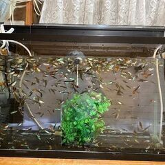 熱帯魚　グッピー多数