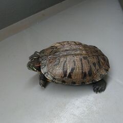 ミドリガメ♀（ミシシッピアカミミガメ）