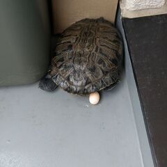 ミドリガメ♀（ミシシッピアカミミガメ） − 兵庫県