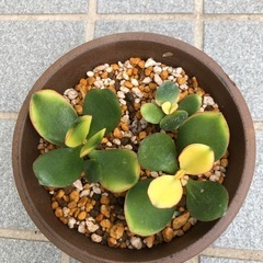 金の成る木・斑入り