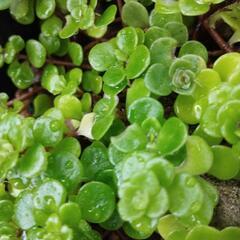 丸葉万年草セダム