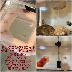 水槽、水槽用品 バラ売りの画像