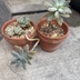 ランキングキーワードに紐づく投稿画像-多肉植物
