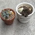 ランキングキーワードに紐づく投稿画像-多肉植物