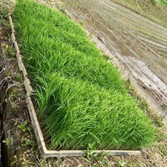 お米の苗(コシヒカリ)1枚300円