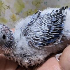 紫系のオパーリンセキセイインコのヒナ♀