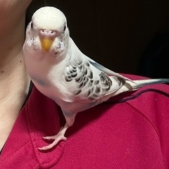 セキセイインコ迷子