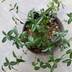 ランキングキーワードに紐づく投稿画像-観葉植物