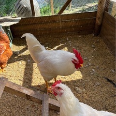 にわとりのエサ　飼料　米　野菜　米ぬか