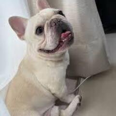 フレンチブルドッグ６歳
