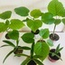 ランキングキーワードに紐づく投稿画像-多肉植物
