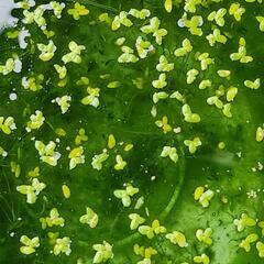 アオ浮草　第2弾