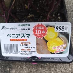 サツマイモ　芋づる　根付き　10 株セット