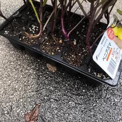 サツマイモ　芋づる　根付き　10 株セットの画像
