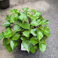 サツマイモ　芋づる　根付き　10 株セットの画像