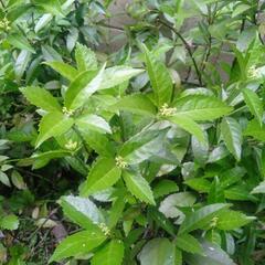 センリョウ　植木の画像