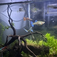 ブルーグラスグッピーの稚魚5匹+1匹の画像