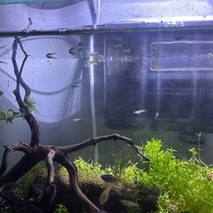 ブルーグラスグッピーの稚魚5匹+1匹の画像
