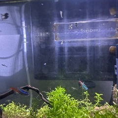 ブルーグラスグッピーの稚魚5匹+1匹の画像