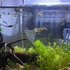 ブルーグラスグッピーの稚魚5匹+1匹の画像