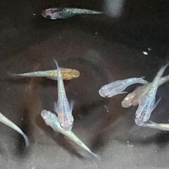 サファイアメダカの画像