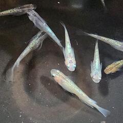 サファイアメダカの画像
