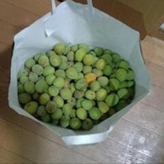 梅 5.2kg