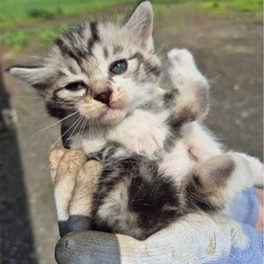 子猫 里親
