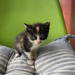 子猫2匹優しく猫飼ったことある方