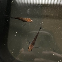 メダカ　クラミツハ乱　オス2