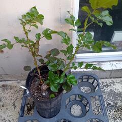 デルバール　バラ苗　大苗　ケルビーノ