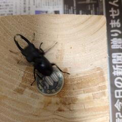 コクワガタ３匹セット