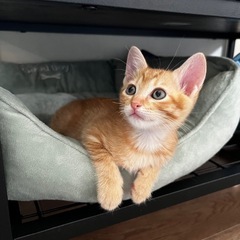 ウララ🐱メス