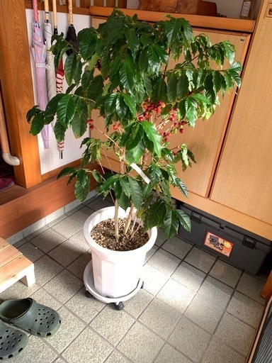 収穫間近　コーヒーの樹
