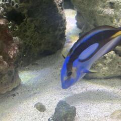 ナンヨウハギ