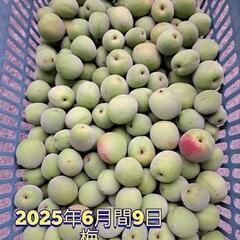 梅1.5キロ/あんず台木の梅2.5キロ