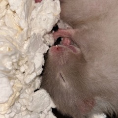 小動物ゲージを譲って下さい - 長岡市