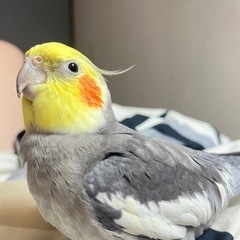 小動物ゲージを譲って下さい - 買いたい/ください