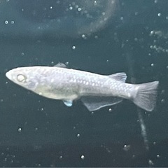 デビル　ペア+1 メダカ