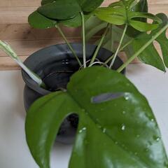 モンステラ　観葉植物　水耕栽培