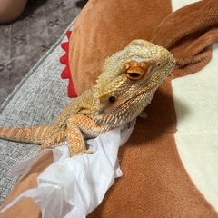 フトアゴヒゲトカゲ