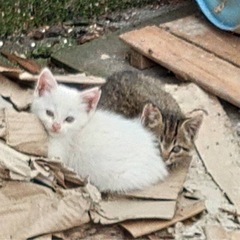 福山市子猫2匹里親募集です。