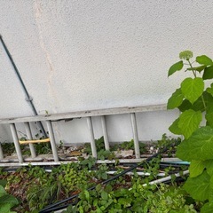 塗装屋さんの　足場馬　作業馬　ハシゴの画像