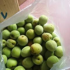 和歌山県産　青梅　梅酒などに