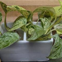 ポトス　水耕栽培　観葉植物