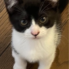 ハチワレ 子猫♂