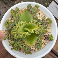 鉢ごと❣️ 多肉植物 マザーリーフ　子宝草  ガーデニング　園芸