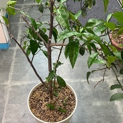 カラタチ　植木鉢ごと