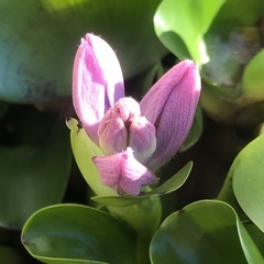 水草 ホテイアオイ③の画像